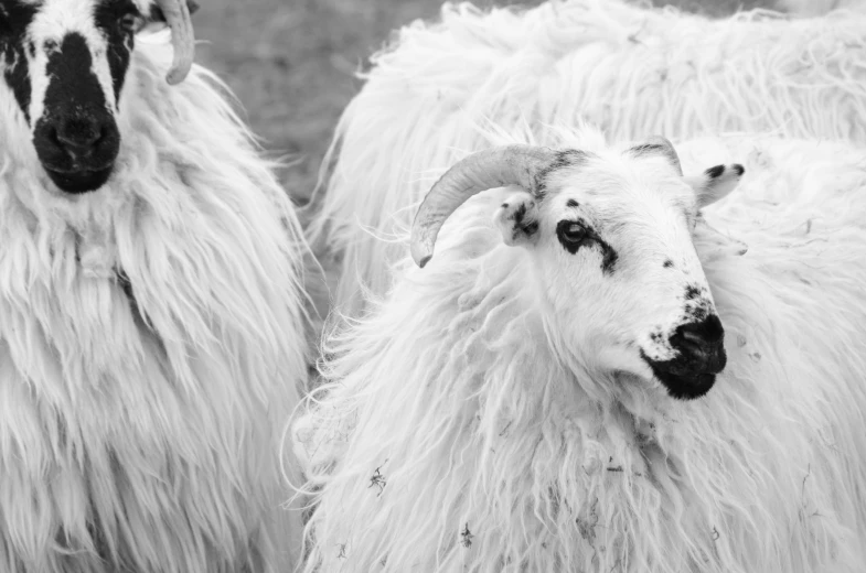 two gy goats one with black horn and the other white