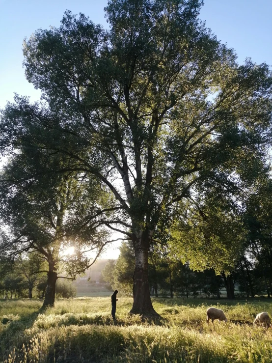 a man stands under a large tree while sheep graze in a pasture