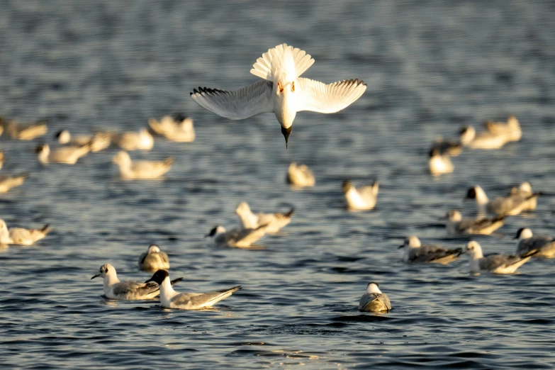 a large group of birds on water and with one flying over the other