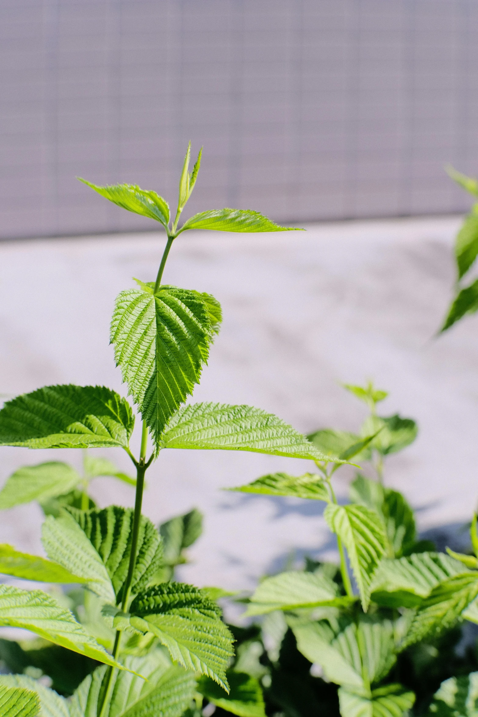 a closeup of some leaves on a plant