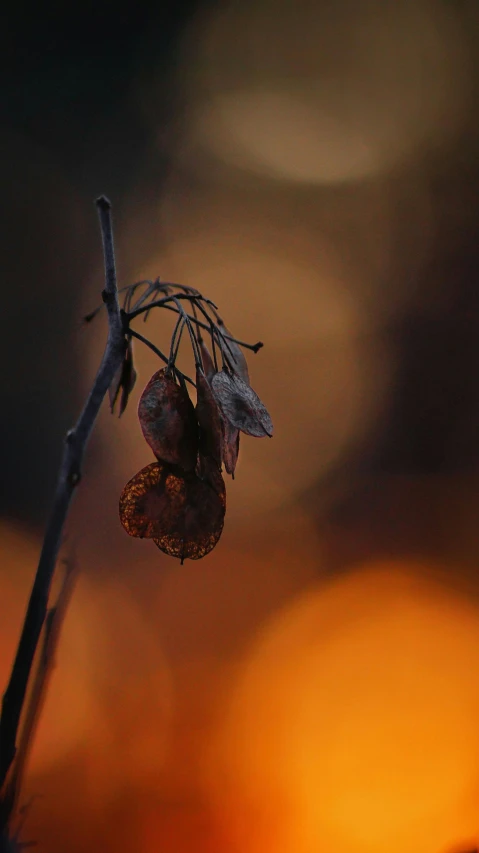 some brown dead flowers on a dark nch