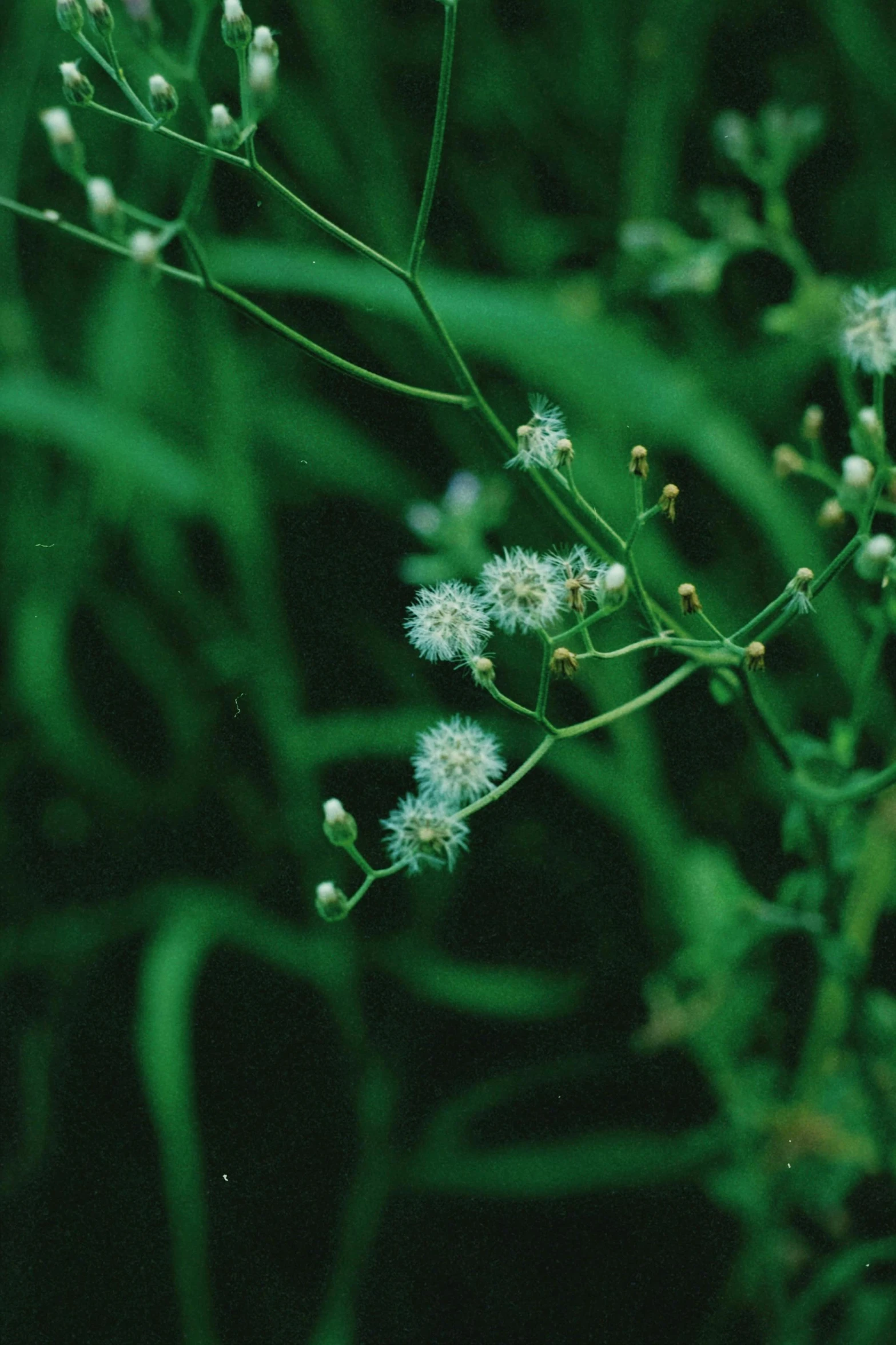 a plant with white flowers, against a dark background