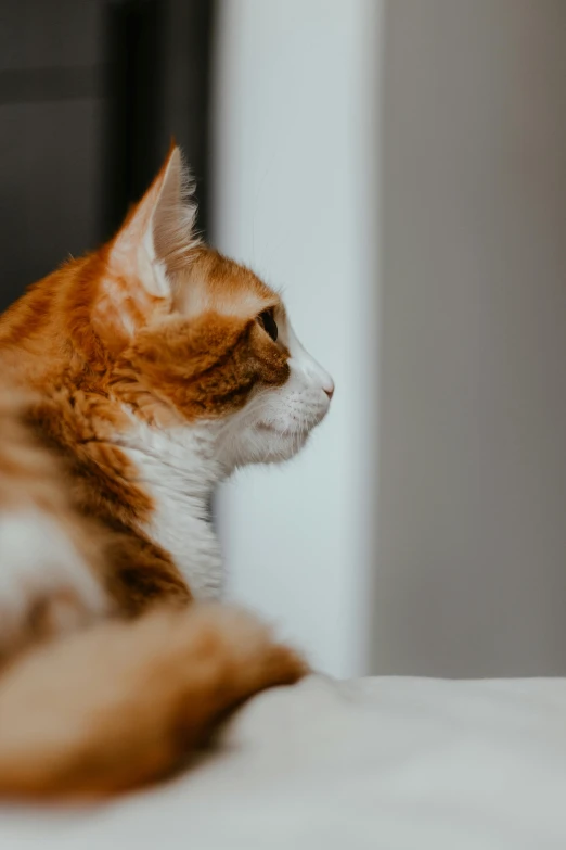 an orange and white cat lays on top of a bed