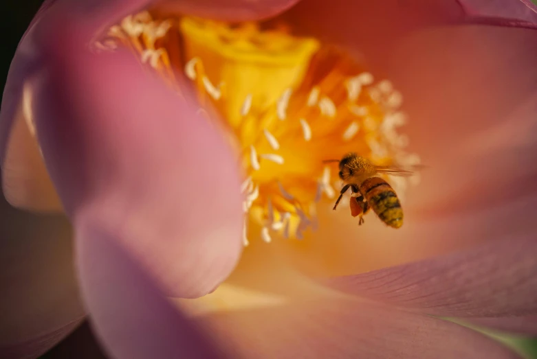 a close - up view of a flower and a bee inside of it