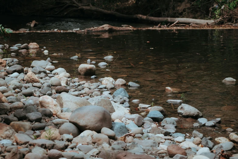 rocks and water near a bank in the woods