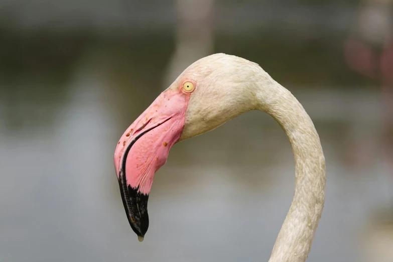 a flamingo with it's head turned looking forward