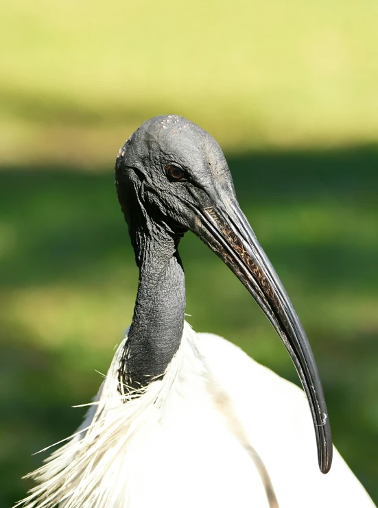 a black and white bird with long beak