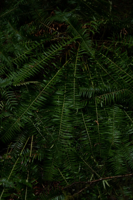 large green tree with very small white flower