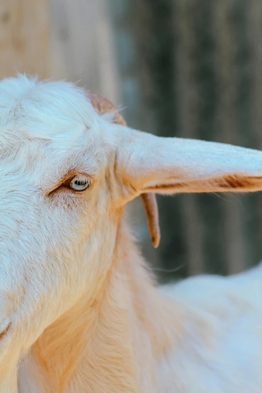 a goat with orange eyes staring forward