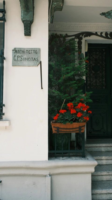 red flowers and some greenery in front of a white building