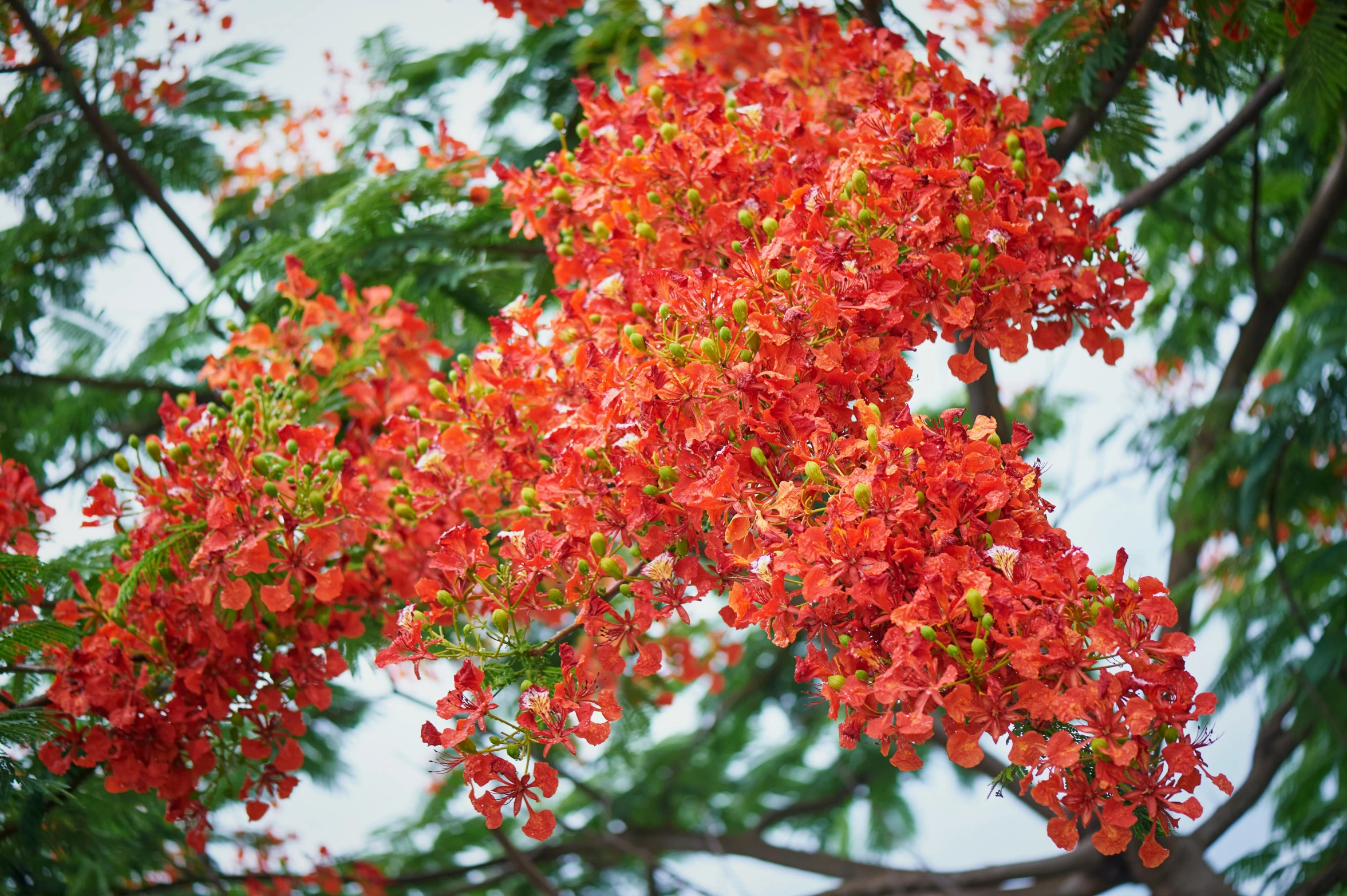 red flowers in a green tree with a sky background