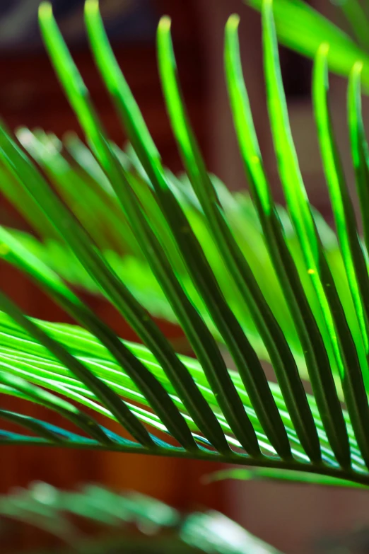 the leaves of a palm tree are green