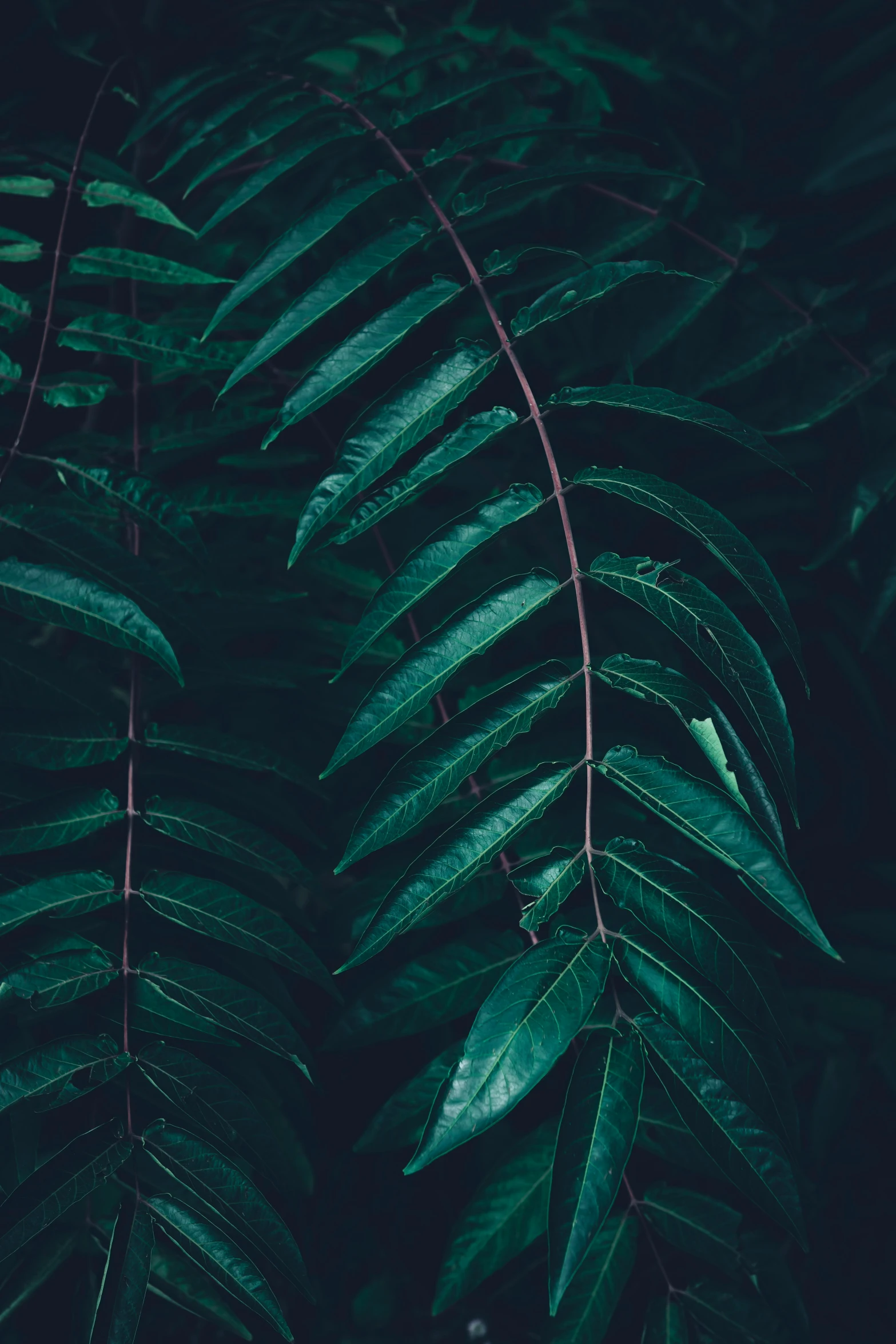 the top view of green leaves on a tree