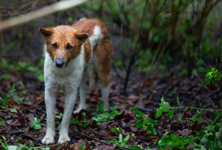 a brown and white dog standing in some leaves