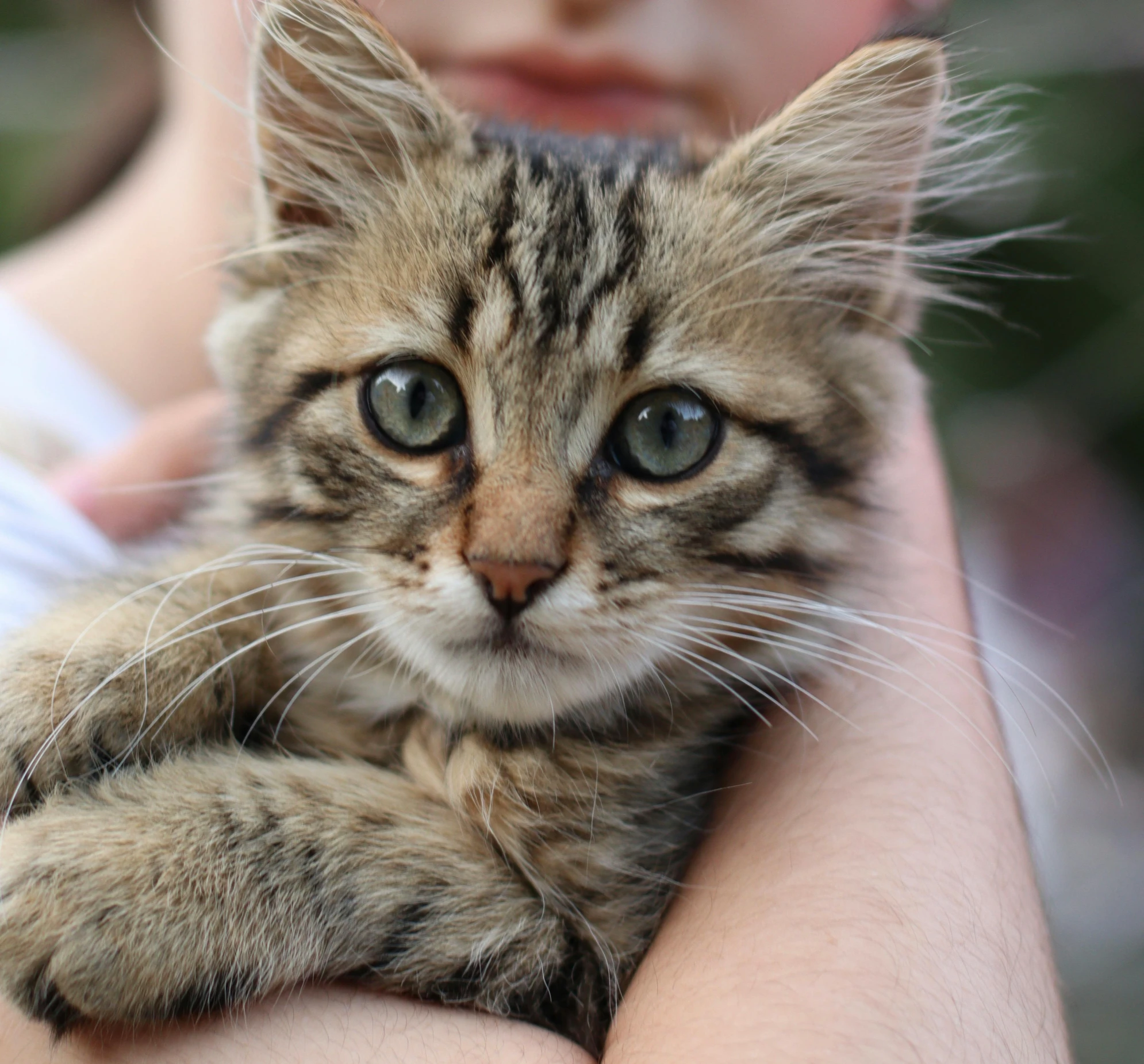 a  holds a small tiger kitten