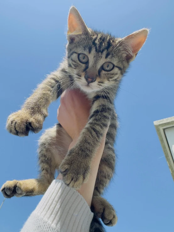 small cat being held in the palm of someone