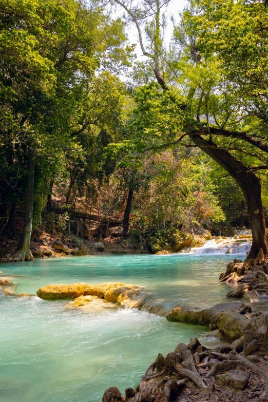 trees overhang a stream flowing through a forest