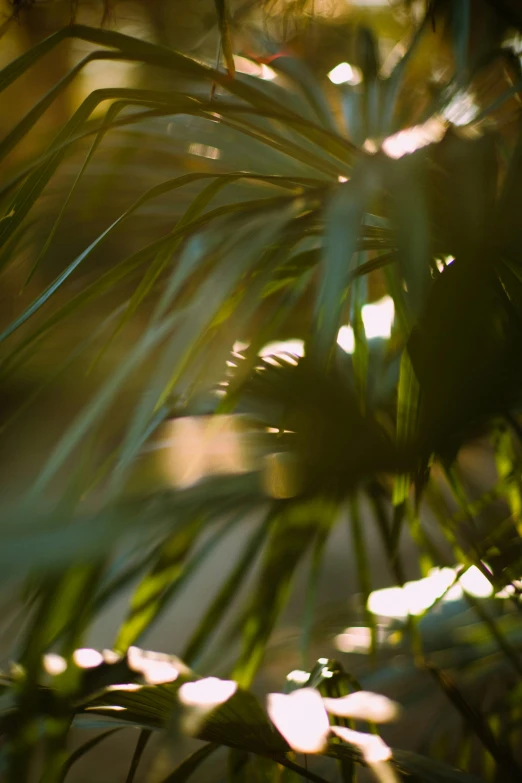 sunlight coming through the nches of a pine tree