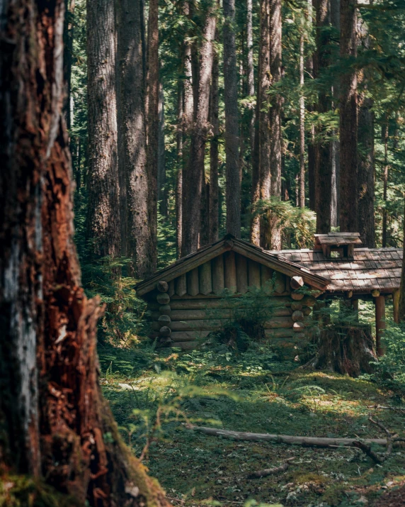 there are many small cabins in the woods