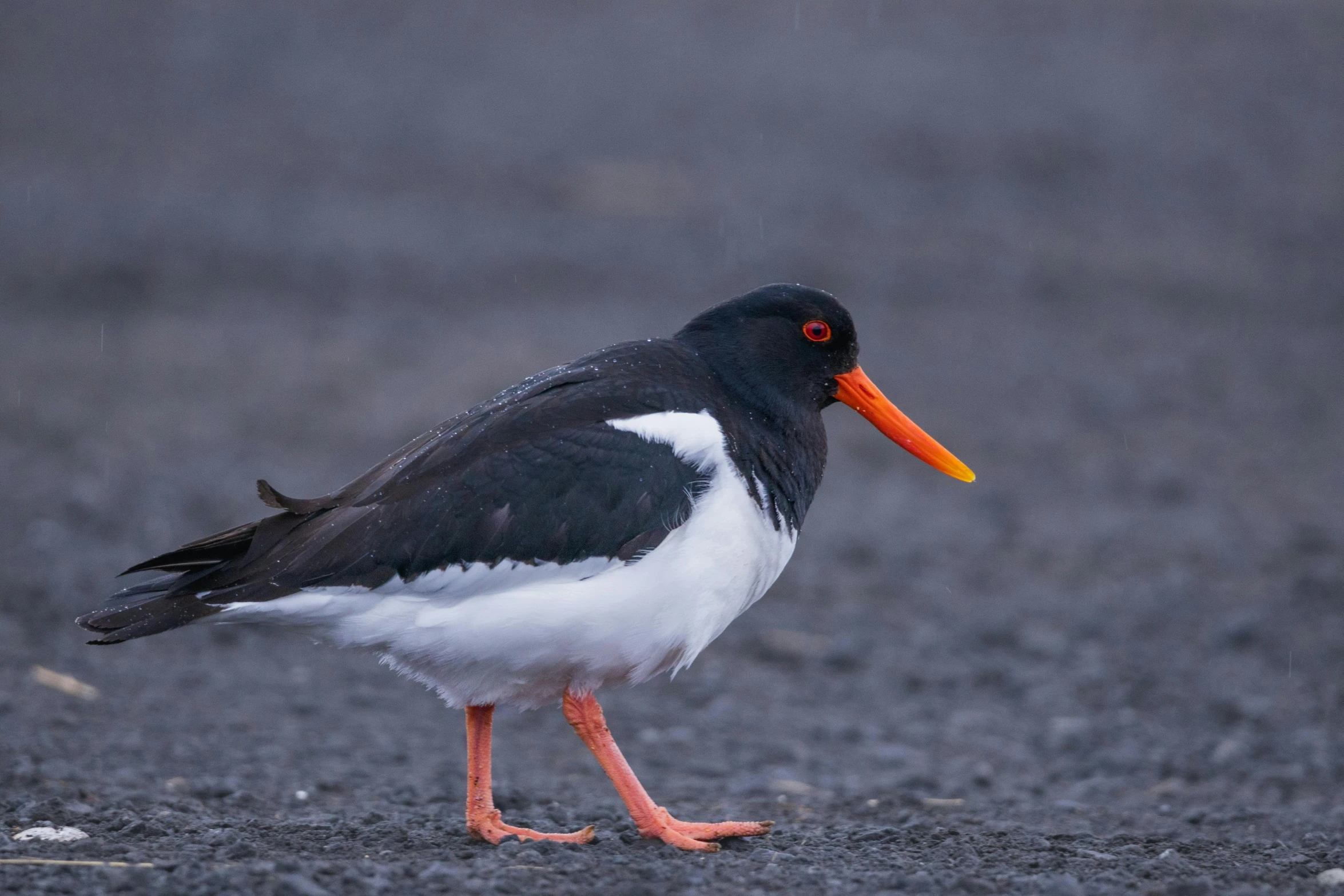 a bird with an orange beak is on the ground