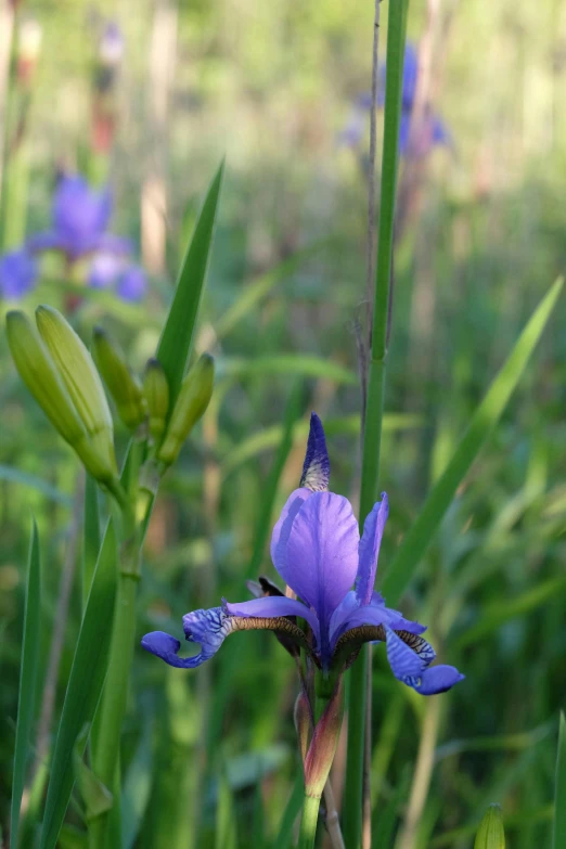 a blue flower with buds growing out of it