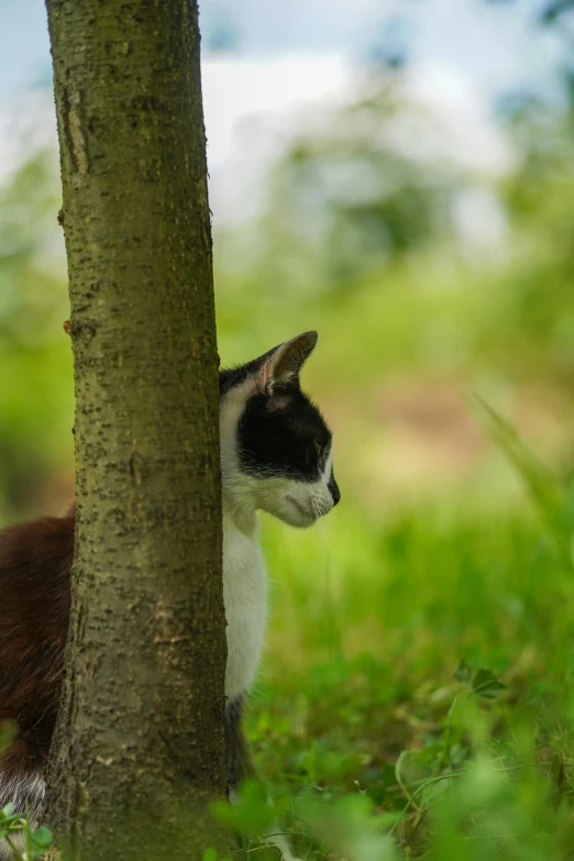 a cat with a black face peaking behind the tree