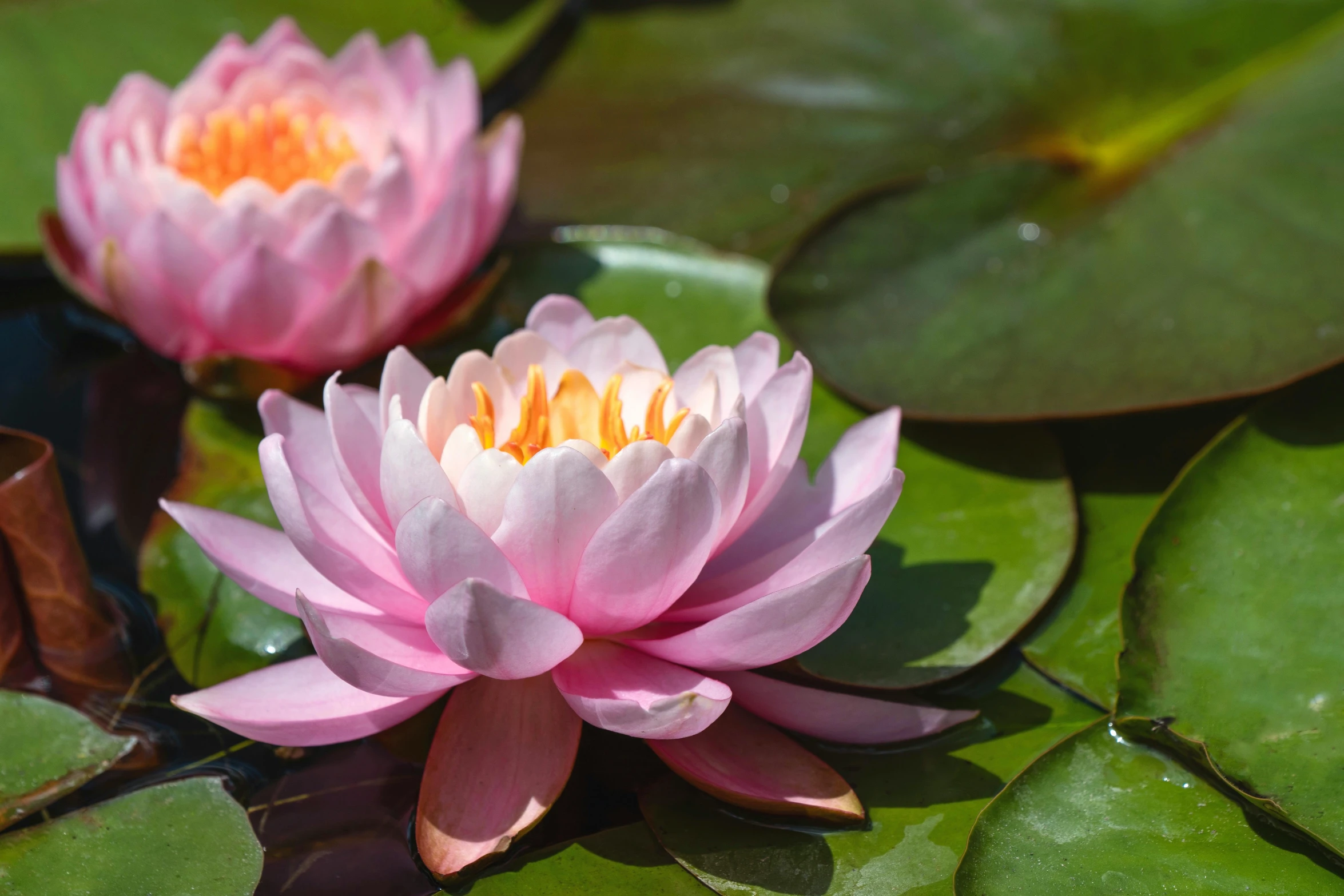 two pink lotuses sit on top of the water lily