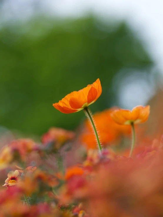 a field filled with orange flowers next to forest