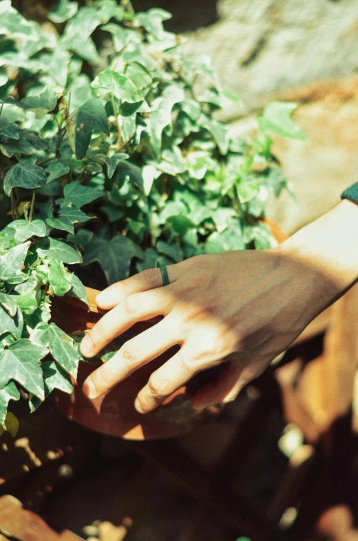 hands are reaching for leaves in the sun