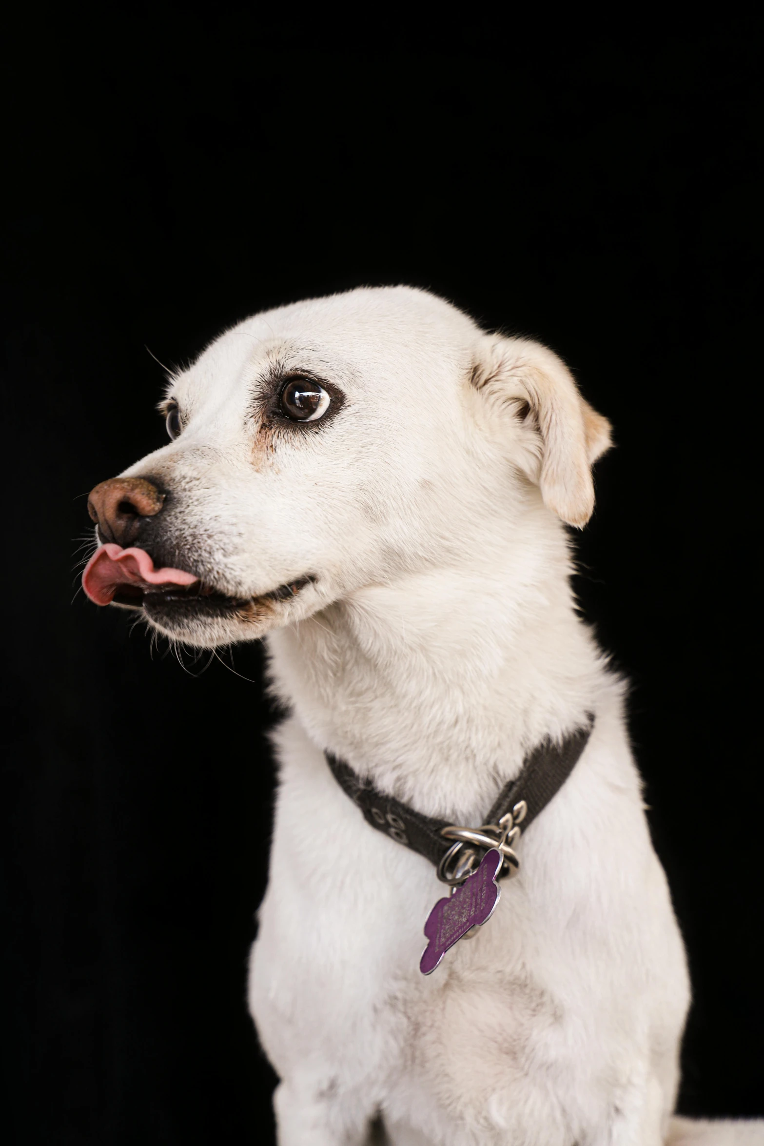 the white dog is wearing a purple collar