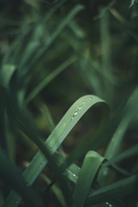 close up of a blade of grass that has some water droplets on it