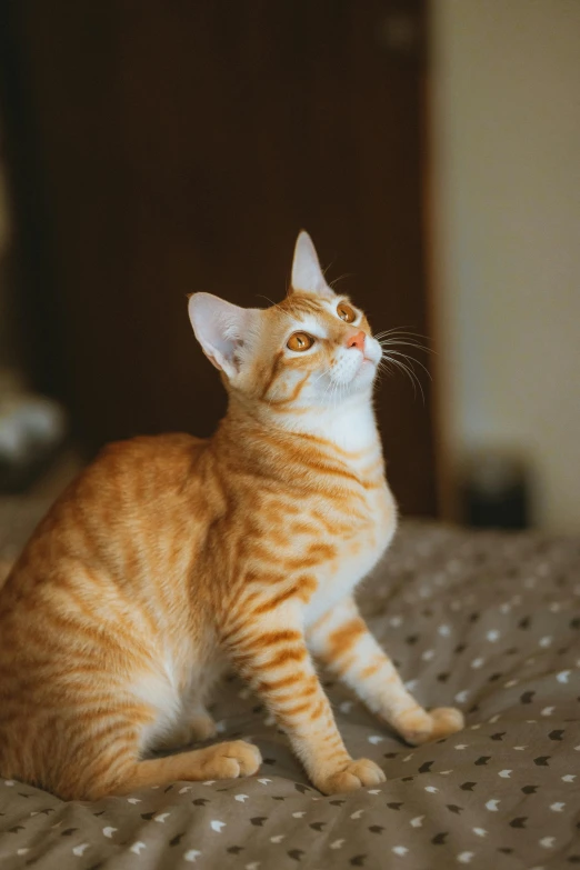 an orange and white striped cat sits on a bed