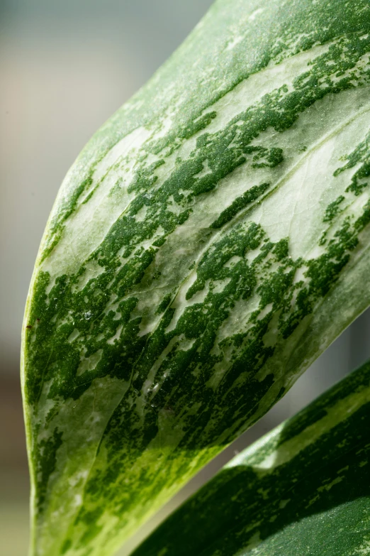 some very pretty looking green plants with leaves