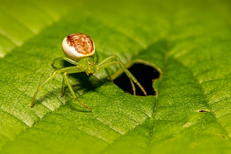 a spider is in its place in the green leaf