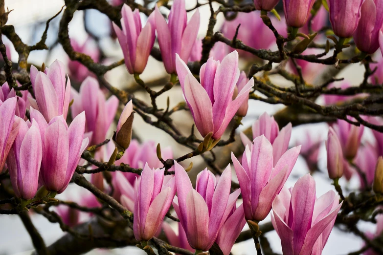 pink flowers are blooming on the nches