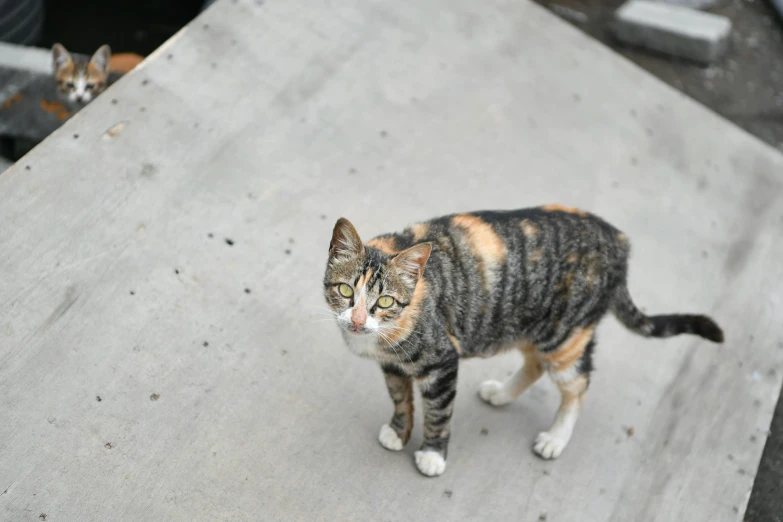 a cat that is walking around on some concrete