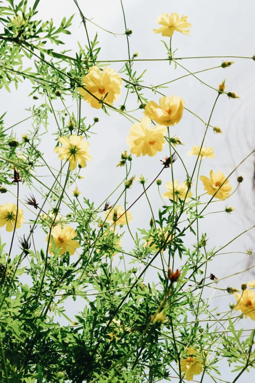 several yellow flowers blooming from very tall green nches