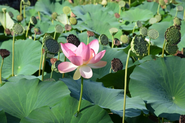a pink lotus blooming in front of many green leaves