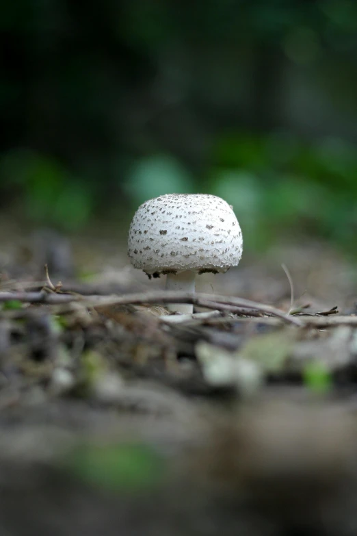 a white mushroom is on the ground among nches and weeds