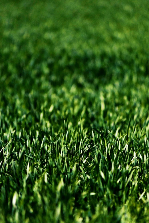 some green grass is very close up and green