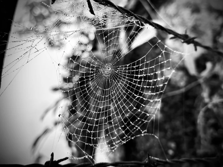 the spider webs are dewy on the nch