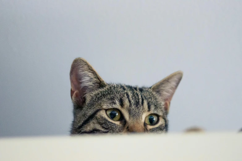 a close up of a cat looking at soing