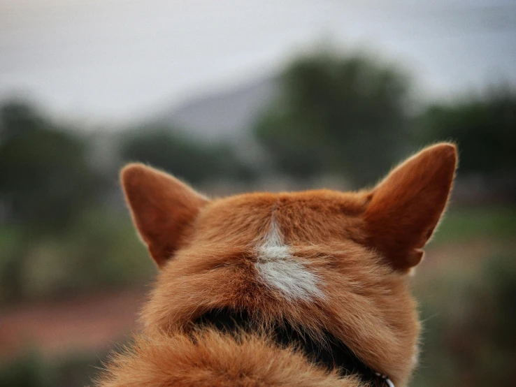 an extremely close up s of the back of a dog's head