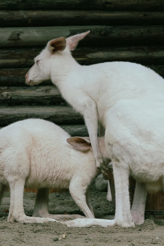 an adult sheep and two lambs in an outdoor pen