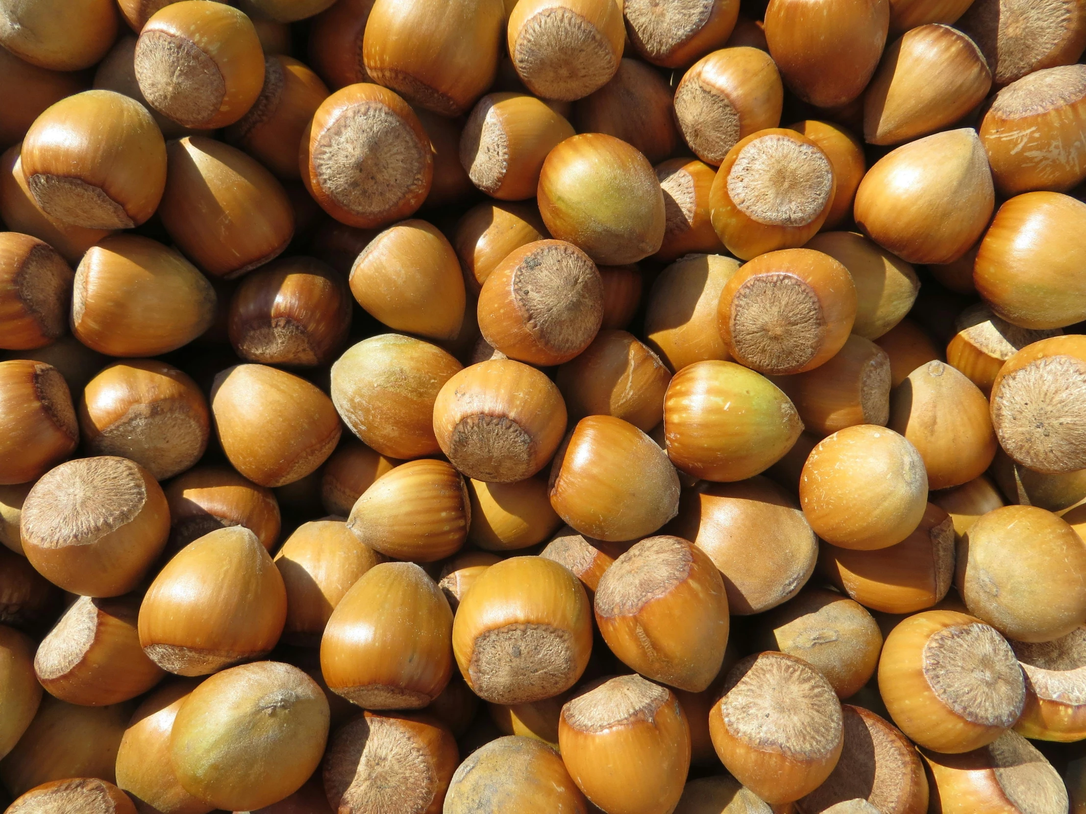 an array of nuts are seen here