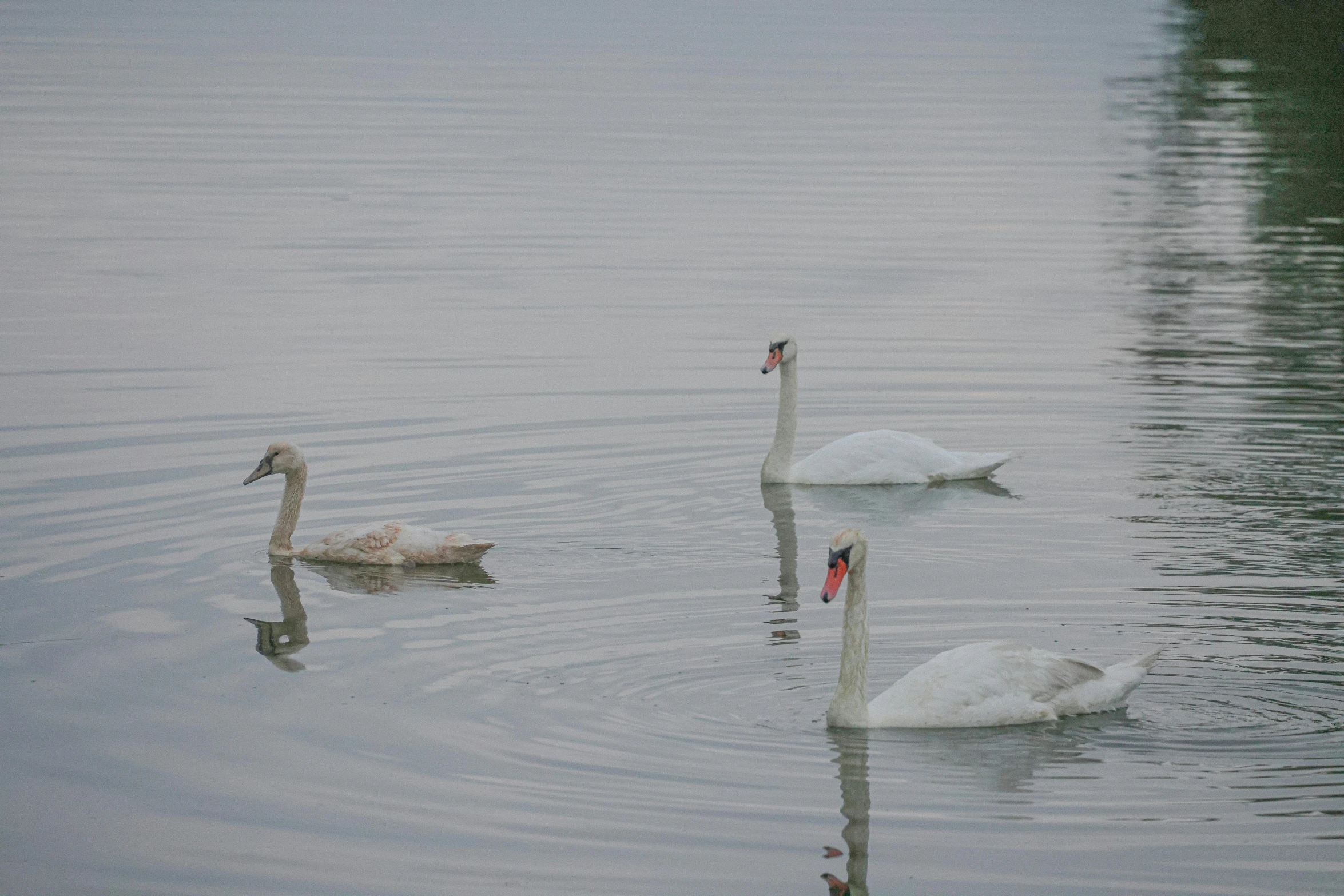 two swans swimming in water next to one another