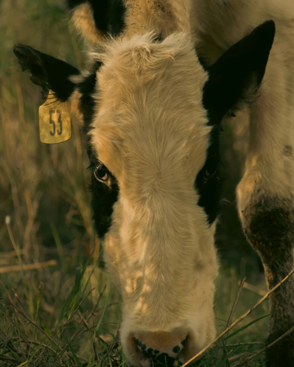 a cow that is eating some grass out side