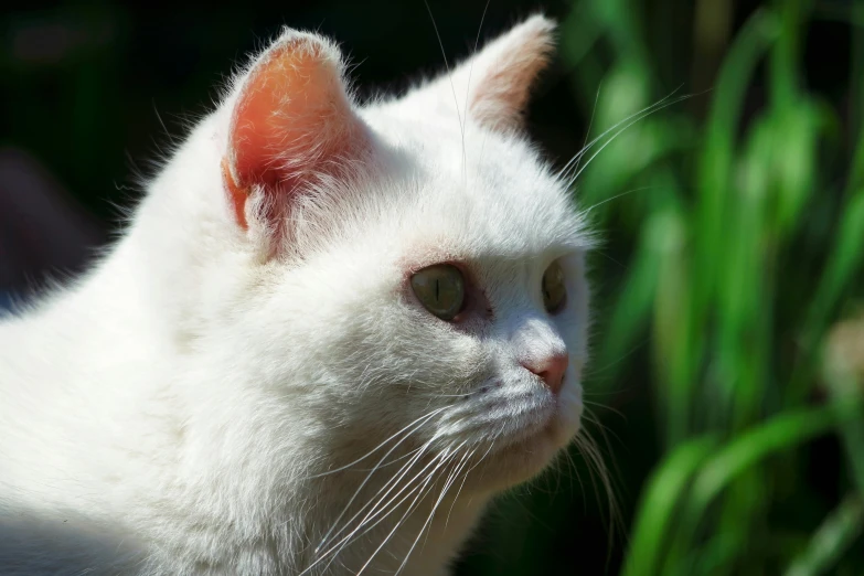 a white cat looks at the camera, and green grass in the background