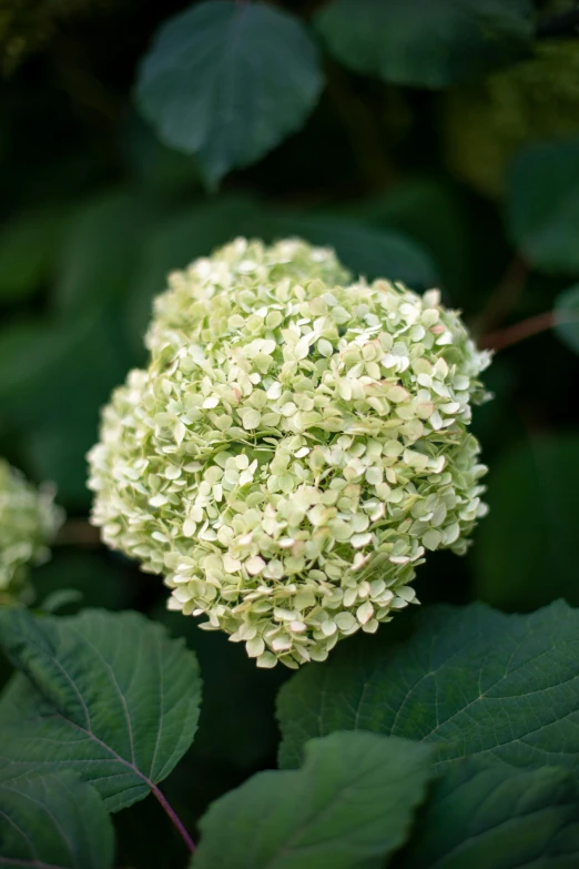 a cluster of white flowers sitting on top of leaves