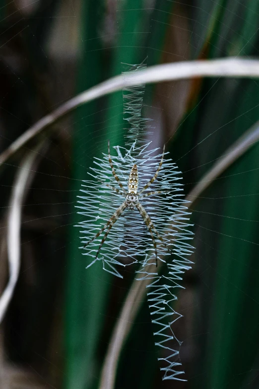 a spider is seen on the inside of it's web